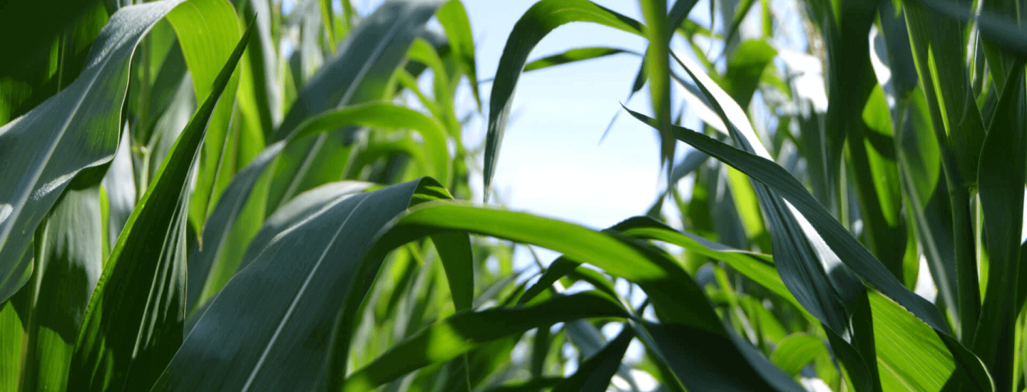 AgroMag