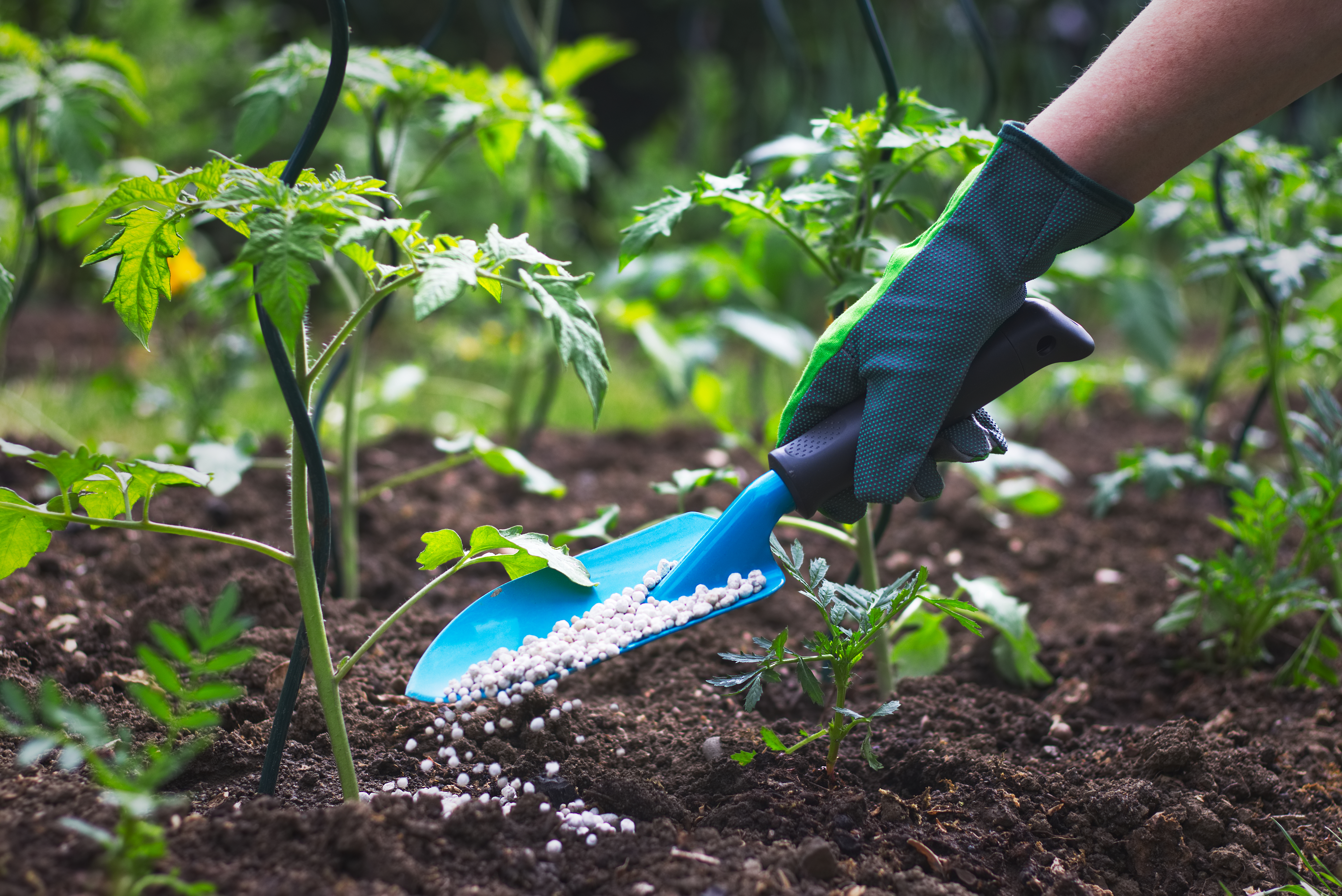 Results of research on the effectiveness of AgroMag® magnesium fertilizers on the productivity of oil crops.