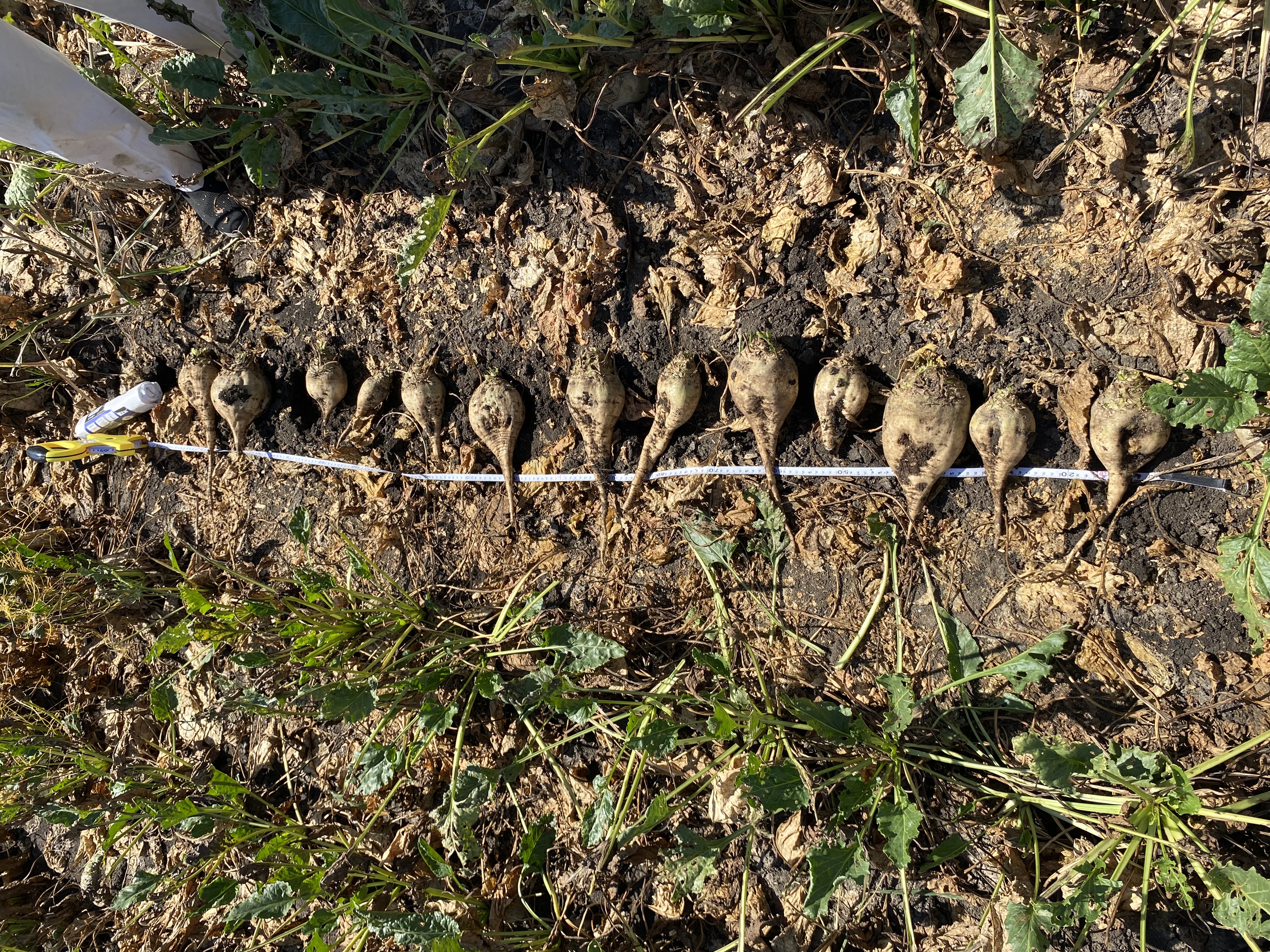 АгроМаг гранулированный повышает биологическую урожайность сахарной свёклы 