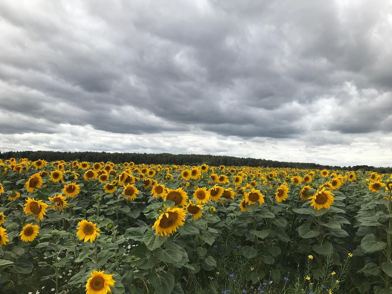 Results of research on the effectiveness of AgroMag® magnesium fertilizers on the productivity of oil crops.