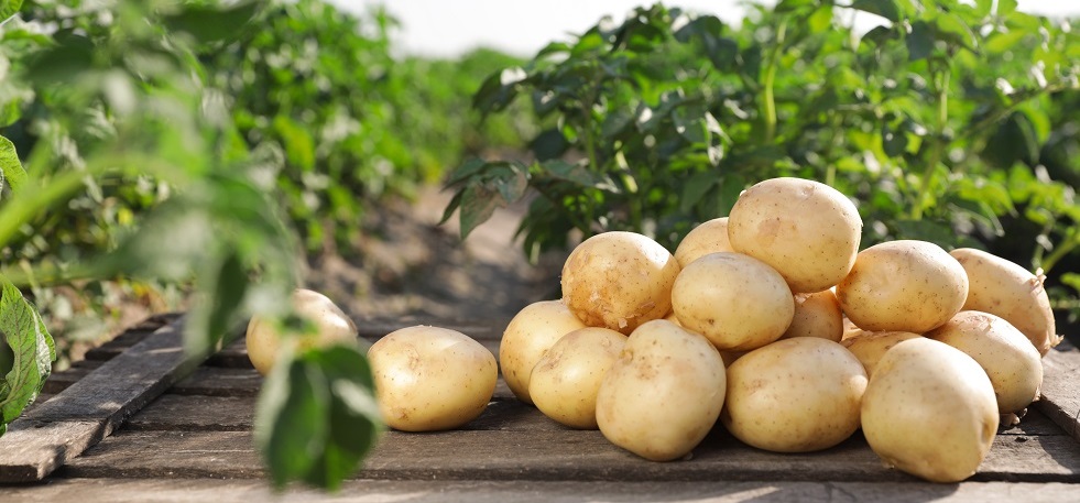 Полевые опыты магниевых удобрений АгроМаг®