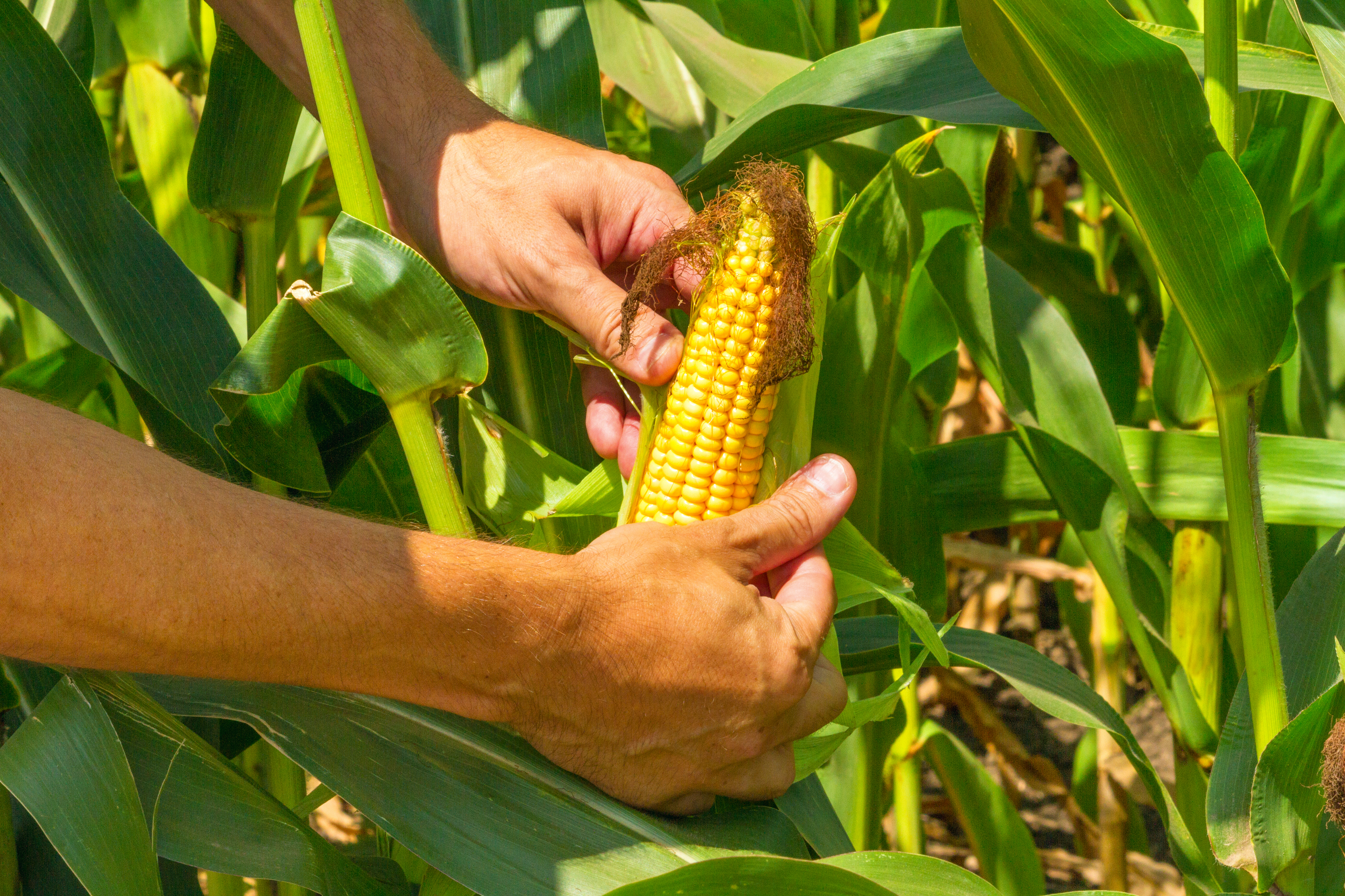 АгроМаг для органического земледелия