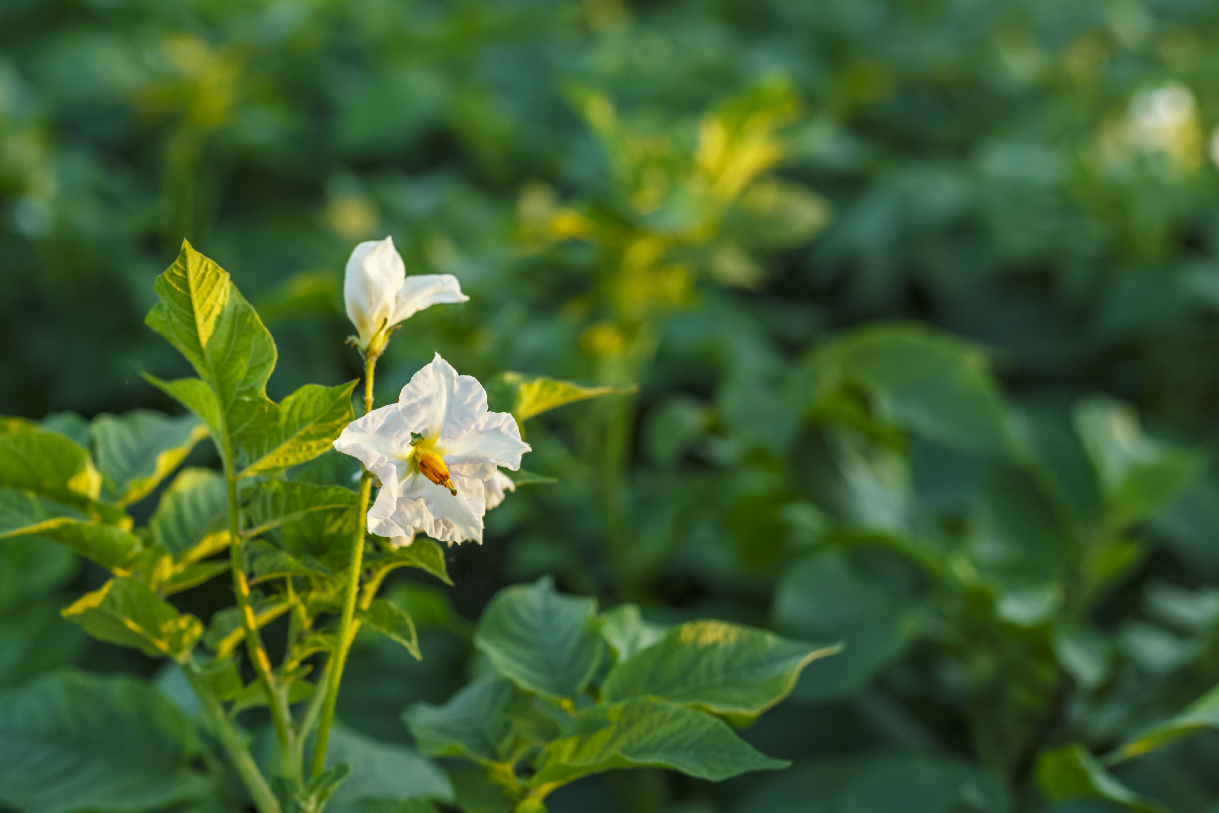 The International Exhibition AGRAVIA 2026 