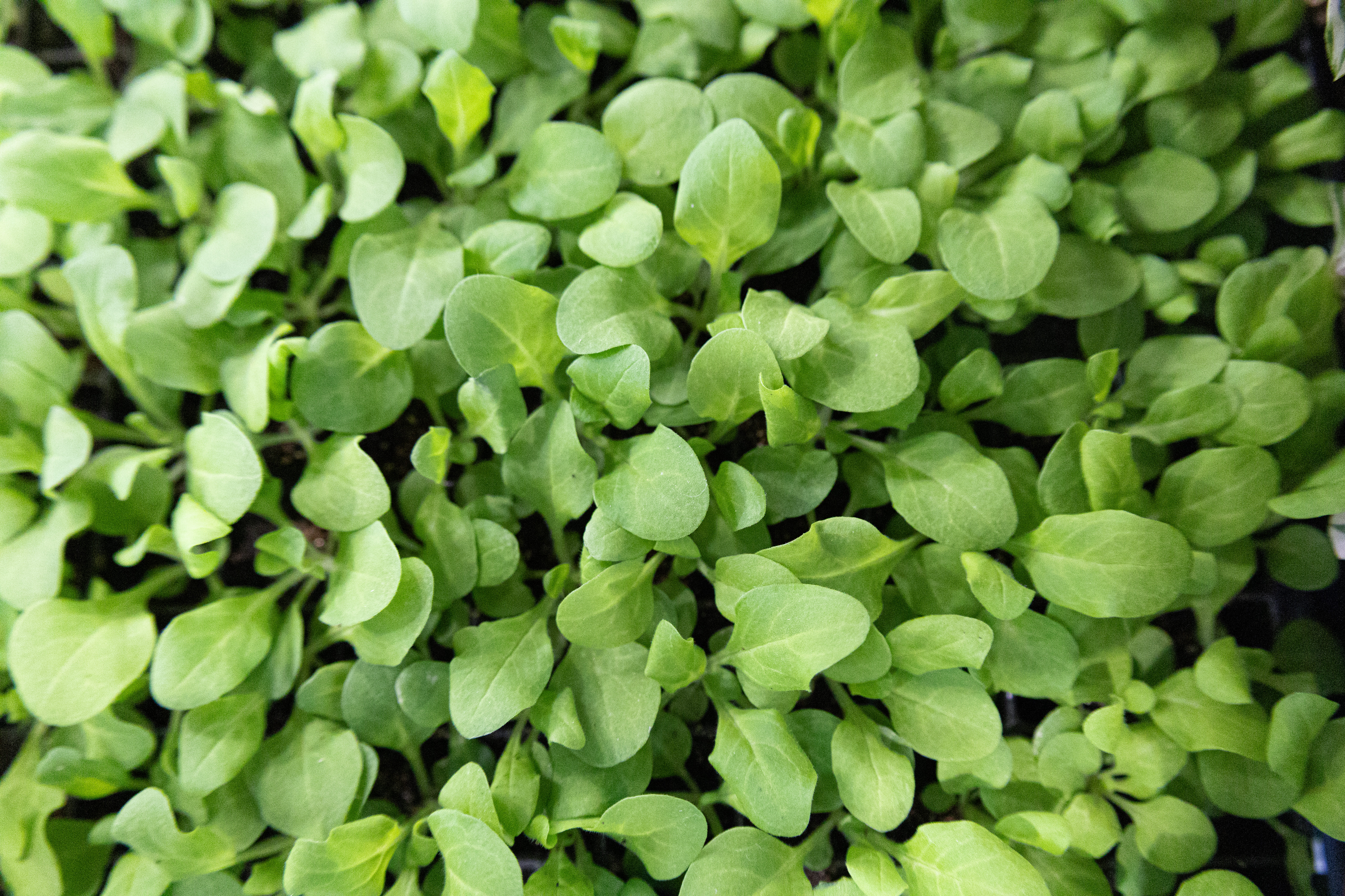 Brucite+ на выставке ЮгАгро 2024: новые решения для сельского хозяйства