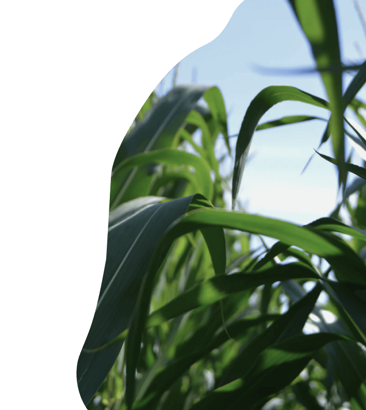 AgroMag